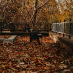 colorful leaves in park autumn