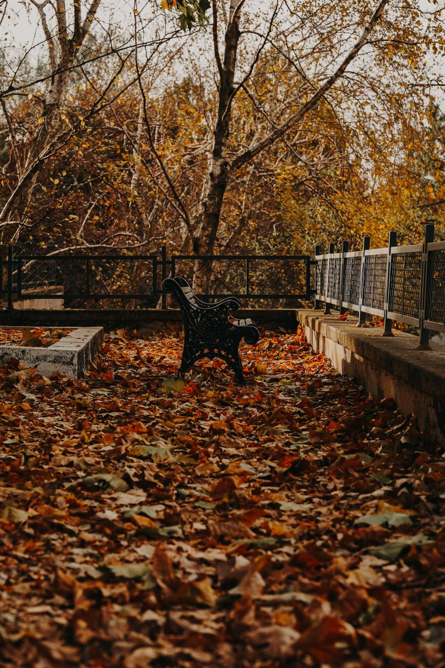 colorful leaves in park autumn